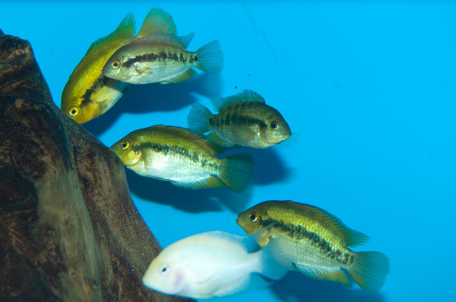 Cichlids Group in Freshwater Aquarium